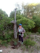 Carol Pettit Harding and Phillip B Gottfredson plant juniper tree in rememberance of The Timpanogos Tribes whoes lives were lost at Battle Creek Pleasant Grove, Utah.