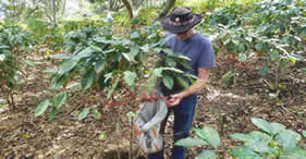 Phillip B Gottfredson Picking Coffee